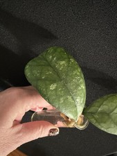 Hoya Deykeae Rare Cutting