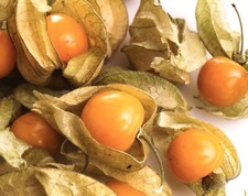 Cape Gooseberry Physalis
