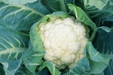 Exhibition Vegetable - Robinsons Cauliflower Seed - Dok Elgon