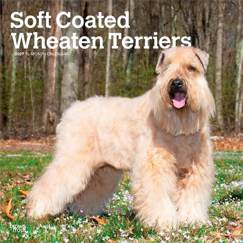 Soft coated wheaten terriers - wheaten,
