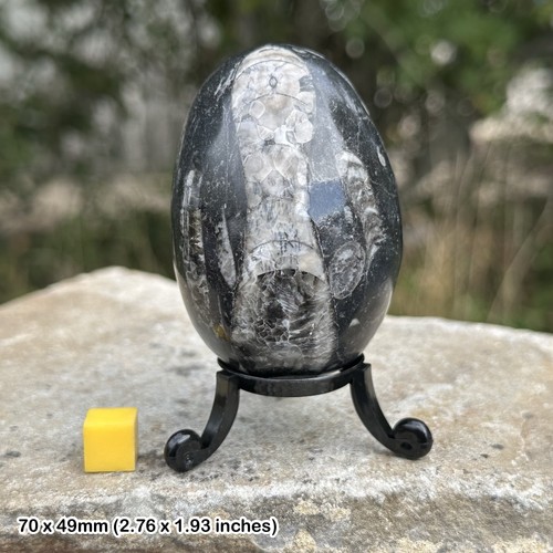 Orthoceras polished fossil egg - orthoceras,