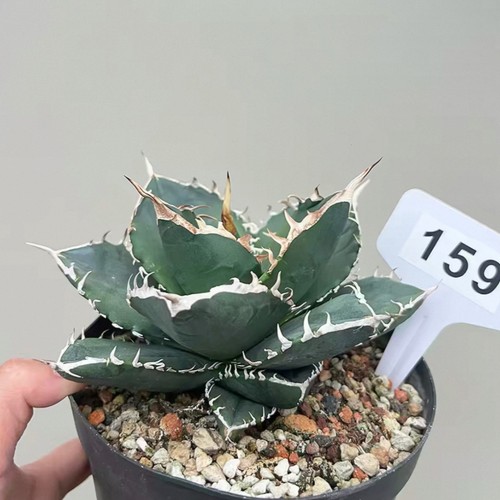 1pcs 8cm seedgrowth - seedgrowth, agave