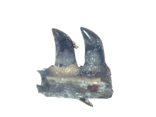 Permian mycterosaurus - permian,