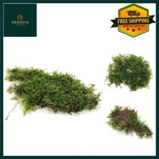 Vibrant Christmas Moss Live