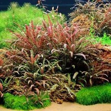 HYGROPHILA PINNATIFIDA -