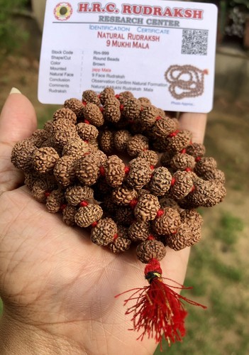 Lab certified rare - 9, mukhi