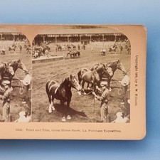 St Louis MO Stereoview C1904 Real Photo America Exhibition Equestrian  Arena