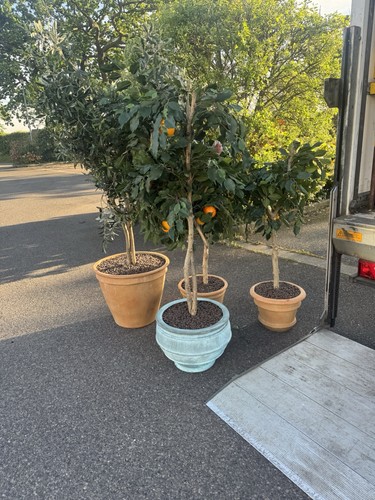 Mature potted olive tree - mature,