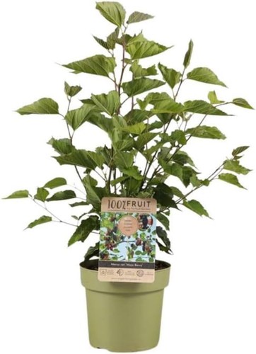 Morus mojo berry dwarf - berry,