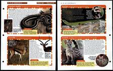 Garter Snake - Ganet #59 A-Z Animals, Animals, Animals Fact File Page