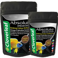 Cloverleaf African Cichlid