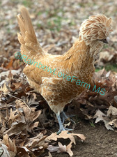 Assorted polish chicken - assorted,