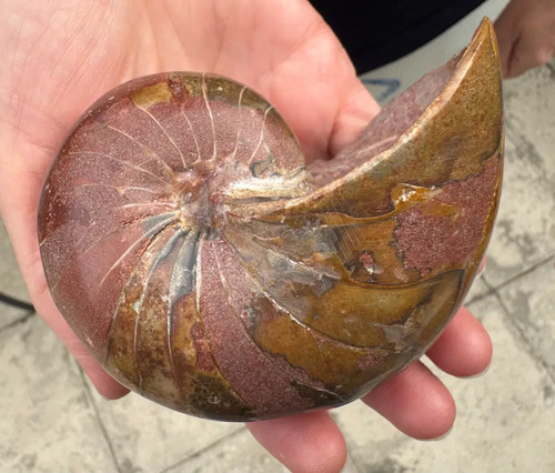 Peripetoceras wanneri - , –