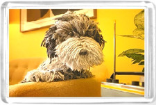 AA Dog Fridge Magnet sitting