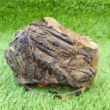 Belemnite battlefield/