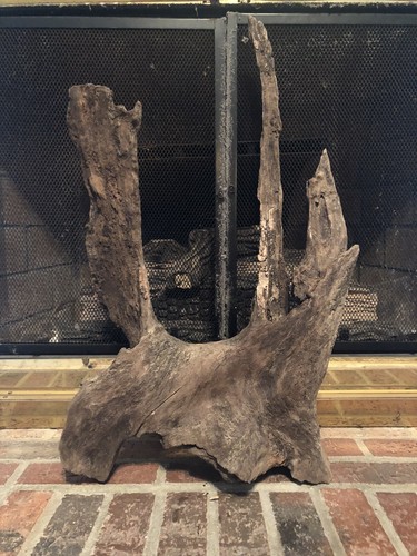 Large 2ft driftwood terrarium - driftwood,
