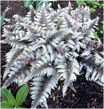 Painted Lady Fern Athyrium