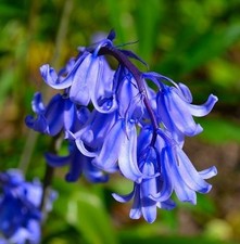 5-50 ENGLISH BLUEBELLS BULBS HYACINTHOIDES NON SCRIPTA PERENNIAL SPRING FLOWERS