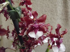 Rare Oncidium Sharry Baby