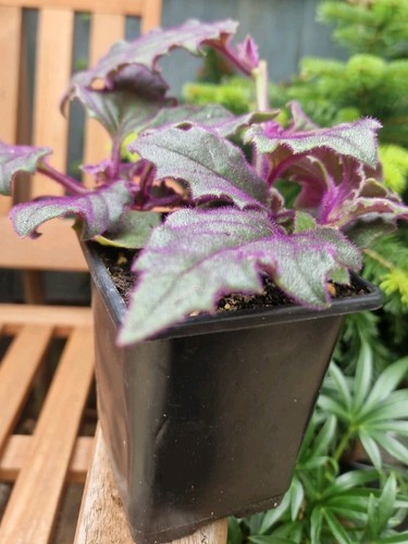 Purple passion plant gynura - passion, (gynura