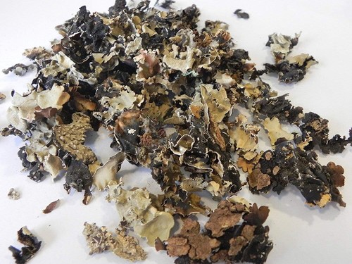 Organic black stone flower - organic,