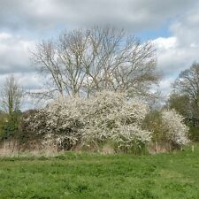 BLACK THORN - SLOE - 35 SEEDS-WHITE FLOWER. Fruit used for sloe gin