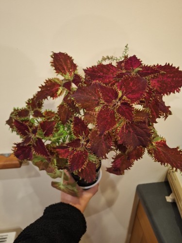 Large coleus wizard scarlett - large,