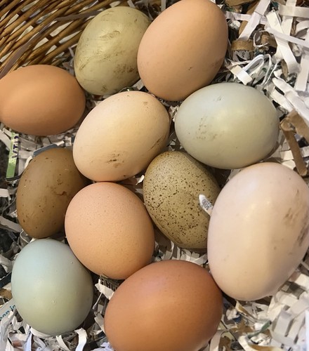 Eggs ayam cemani - , 3