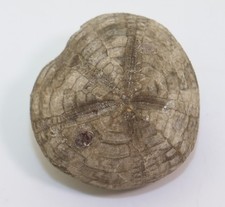 Sea Urchin, Micraster Brevis, Cretaceous, Coniac, Dortmund, Germany -m202