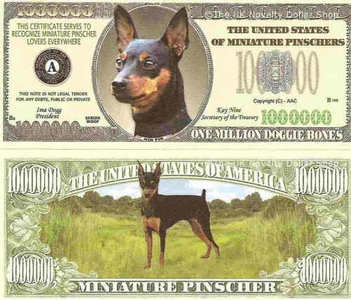 Miniature pinscher dog min pin - min,