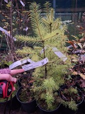 Douglas Fir Tree, Pseudotsuga menziesii. 2Litre Pot - Grown in Wales