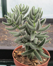 CRASSULA GRISEA V. BAKERII -
