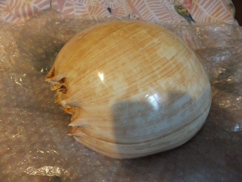 Giant melon sea shell - giant, black