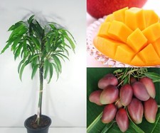 Grafted Miyazaki Mango, Egg of