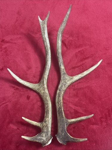 Pair red deer - red,