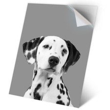 1 x Vinyl Sticker A2 - BW - Cute Dalmatian Dog #35592
