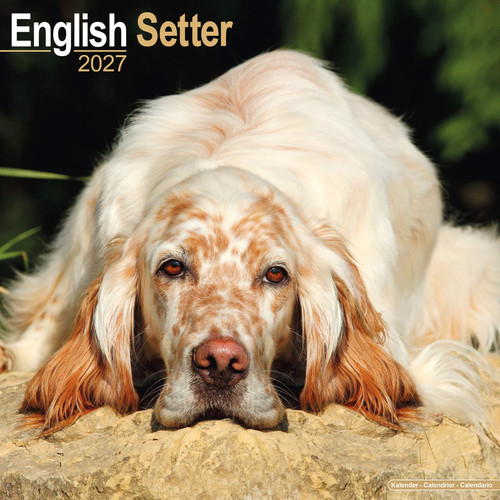 English setter 2027 - english, calendar