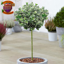 Euonymus Emerald Gaiety -