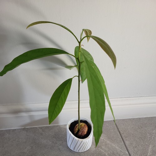 Avocado plant from - from, seed