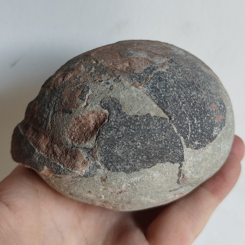 Jurassic age dinosaur - age, egg