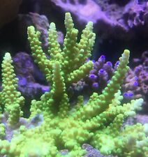 Coral frags SPS rare acropora montipora seriatopora stylophora reef frag LPS