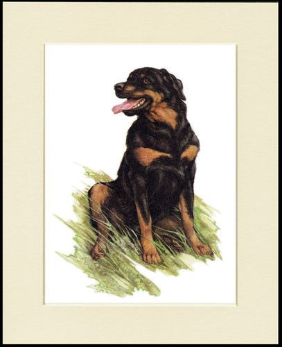 Rottweiler dog art print - dog,