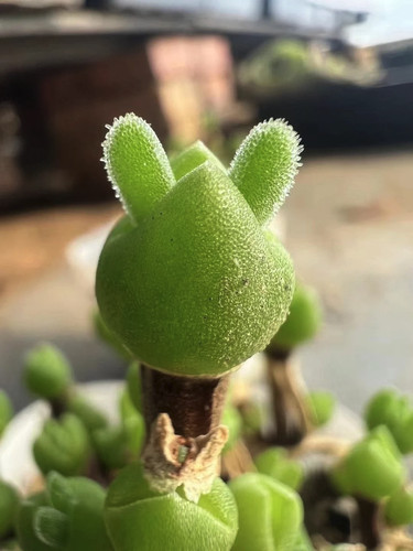 Rare dicrocaulon ramulosum - rare,