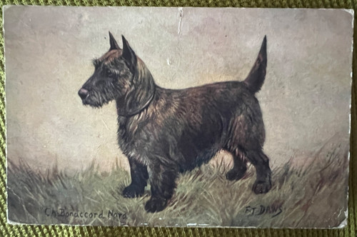 Antique postcard scottie - postcard,