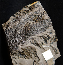 Rarer Carboniferous plant