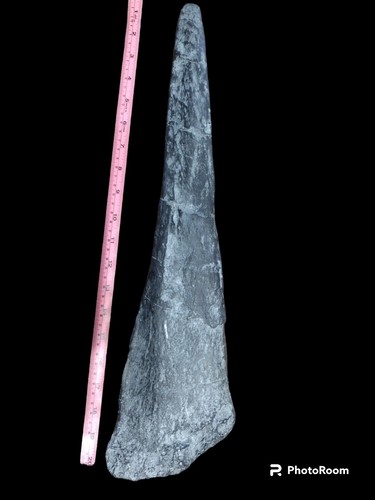 Stegosaurus stenops tail spike