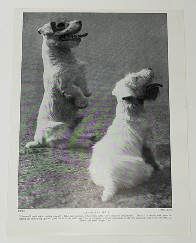 Sealyham terrier dog breed - sealyham,