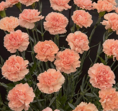 Carnation aurora salmon - 25,