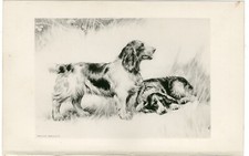 WELSH SPRINGER SPANIEL DOGS