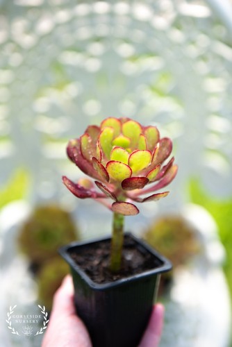 Live plants aeonium rosie - live, 'rosie